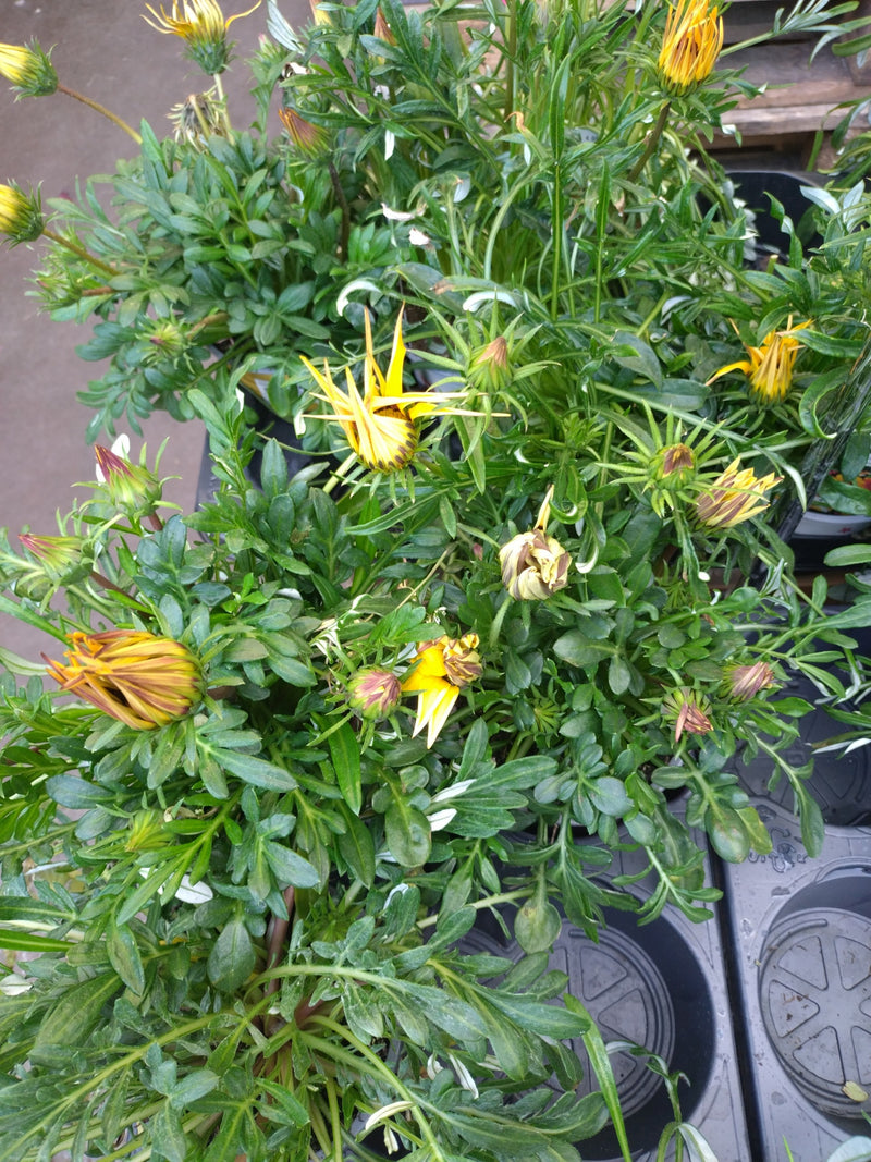 On y voit une plante de gazania saine avec des feuilles vert foncé et plusieurs boutons floraux jaunes. La photo est prise du haut sur une plante en pot.