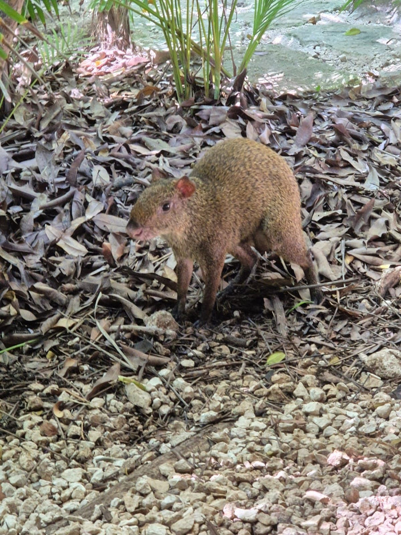 agouti d'Amérique centrale — Bild 1