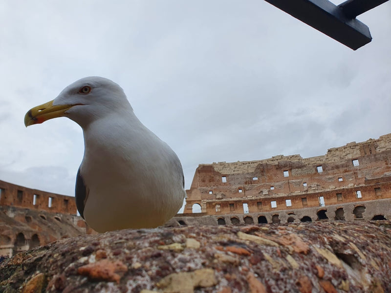 Mouette méditerranéenne — Bild 1