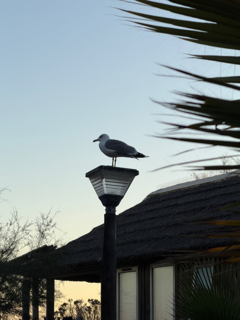 Un goéland leucophée adulte est posé sur le sommet d'un lampadaire. On aperçoit un bâtiment au toit de chaume en arrière-plan.