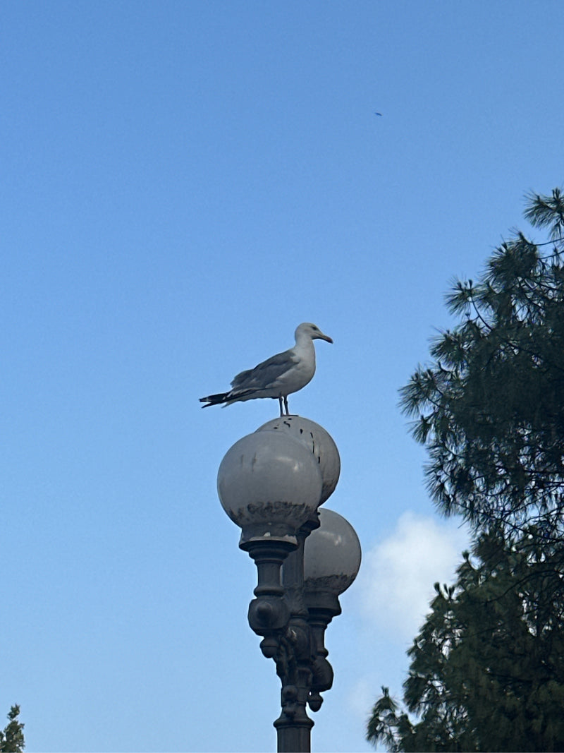 Un goéland leucophée est posé sur un lampadaire rond sur fond de ciel bleu. Des branches d'arbre sont visibles à droite.
