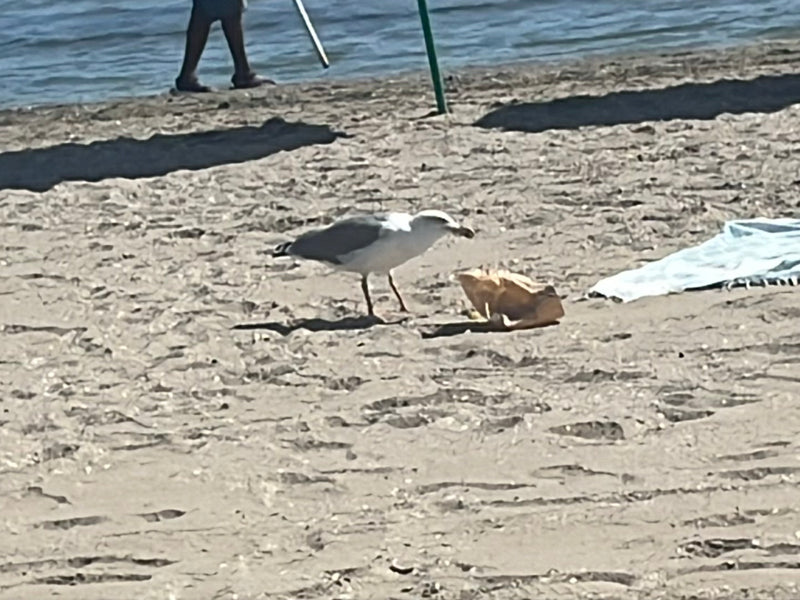 Un goéland leucophée se tient sur une plage de sable et se nourrit dans un sac en papier. De l'eau est visible à l'arrière-plan.