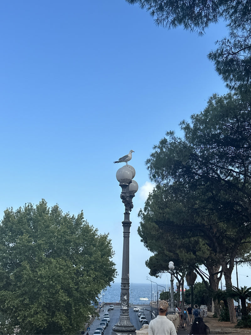 Un goéland leucophée est posé sur le globe rond d'un lampadaire. En arrière-plan, on aperçoit des arbres, une route côtière avec des voitures et la mer.