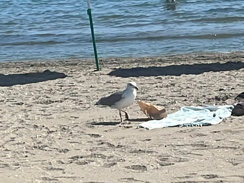 Un goéland leucophée marche sur une plage de sable au bord de l'eau. La mer est visible en arrière-plan.