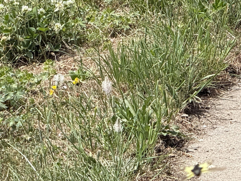 Plantain — Bild 1
