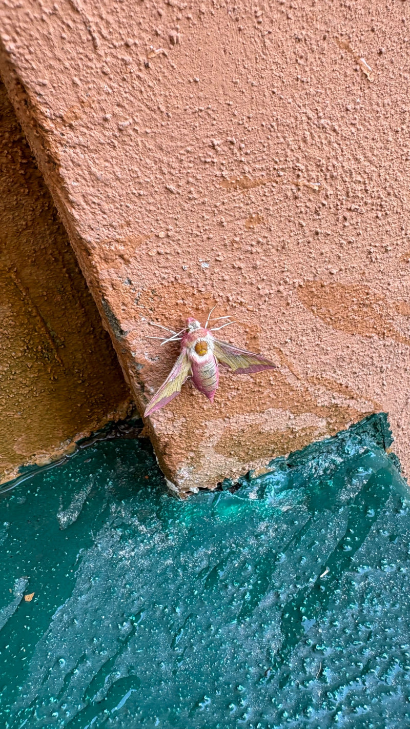 Sphinx du vin moyen — photo 3 sur 21