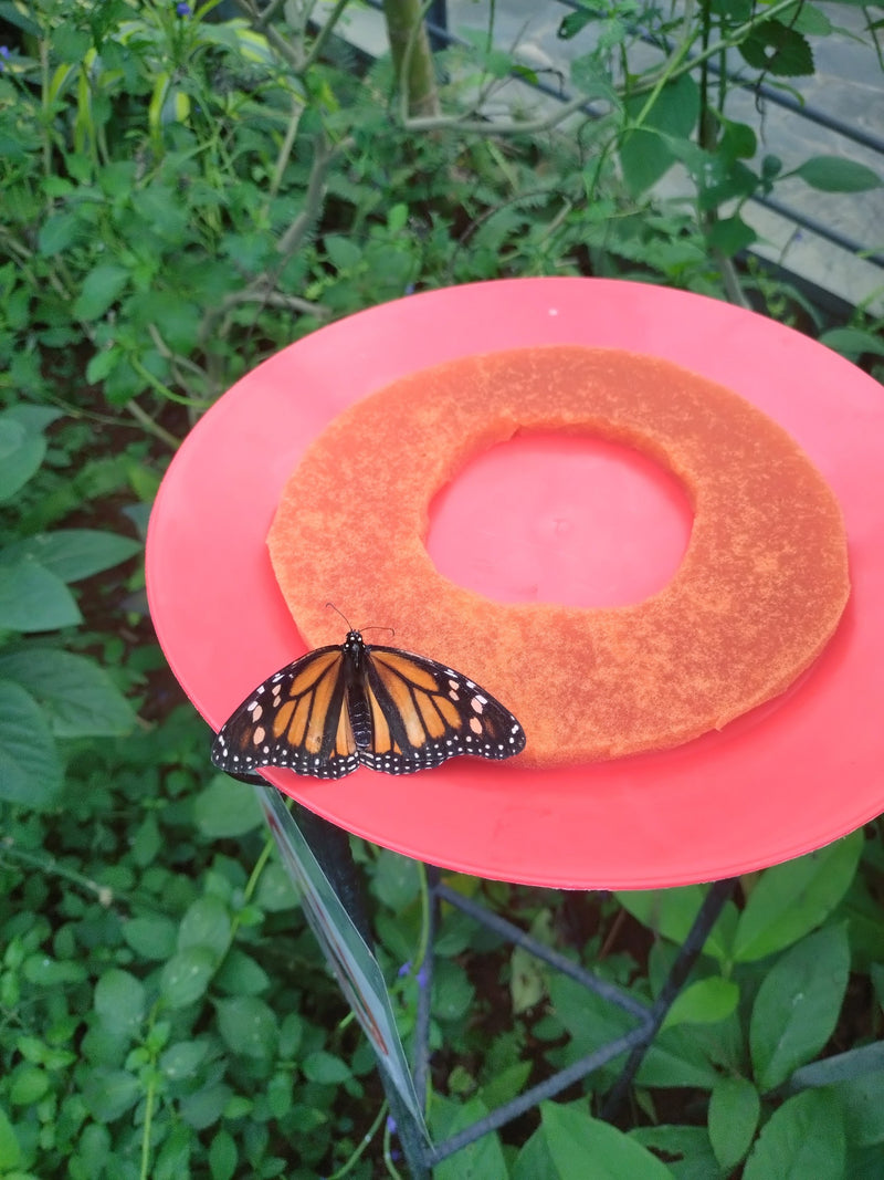 Papillon monarque — Bild 1