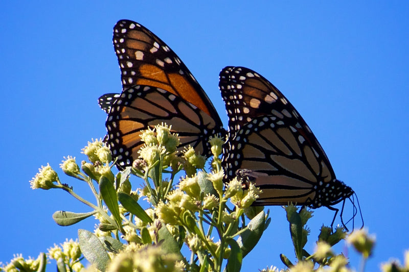 Papillon monarque — photo 1 sur 2