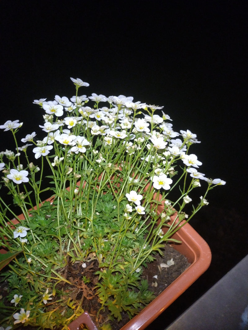 Saxifrage — Bild 1
