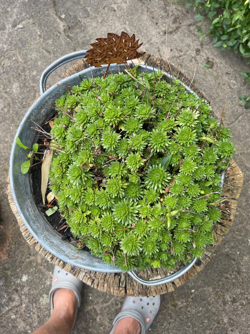 Saxifrage de mousse — photo 2 sur 5