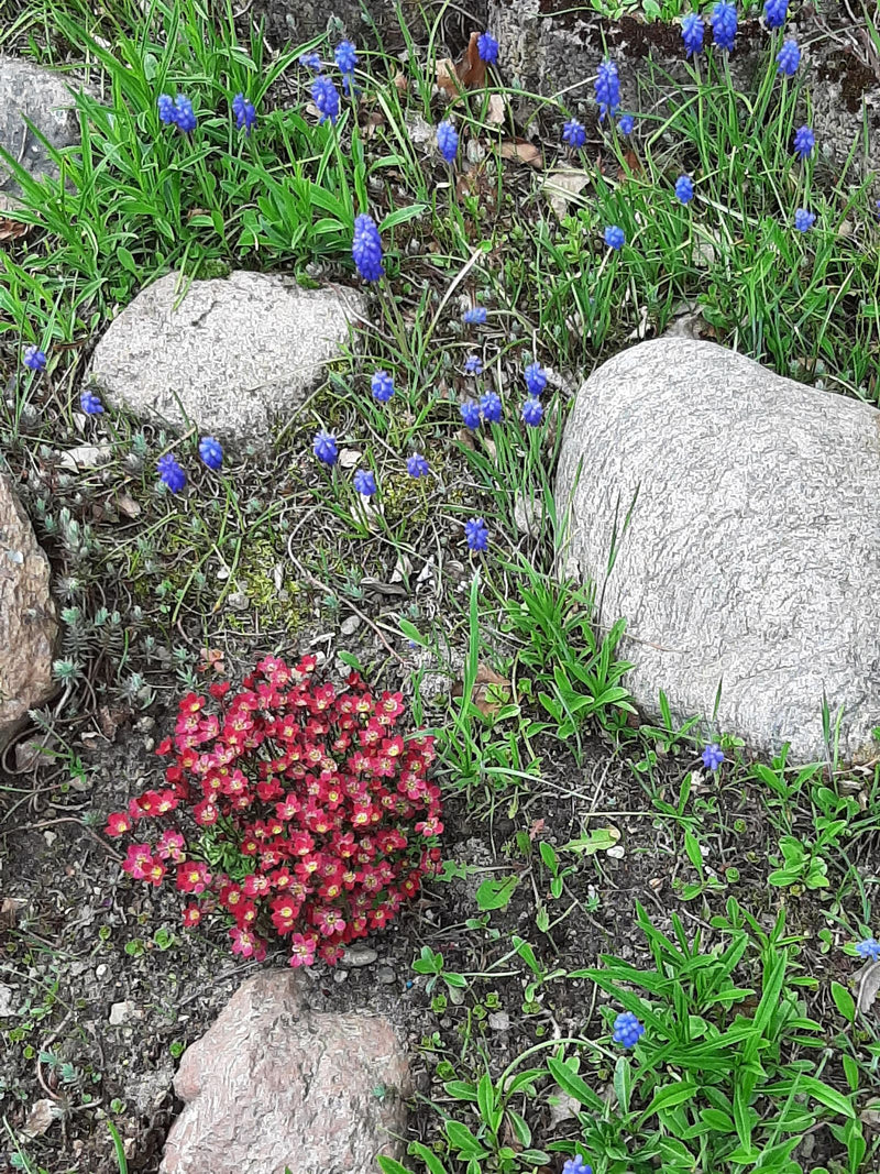 Saxifrage de mousse — photo 1 sur 5