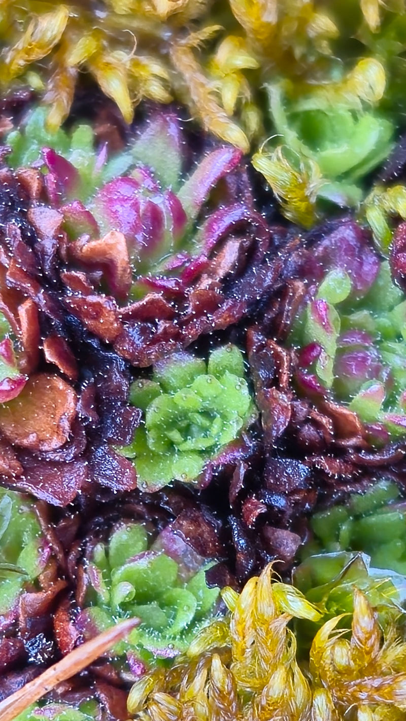 Saxifrage de mousse — Bild 2