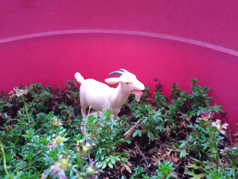 Saxifrage de mousse — Bild 3