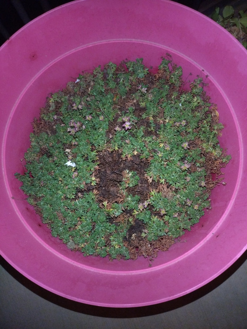 Saxifrage de mousse — Bild 1