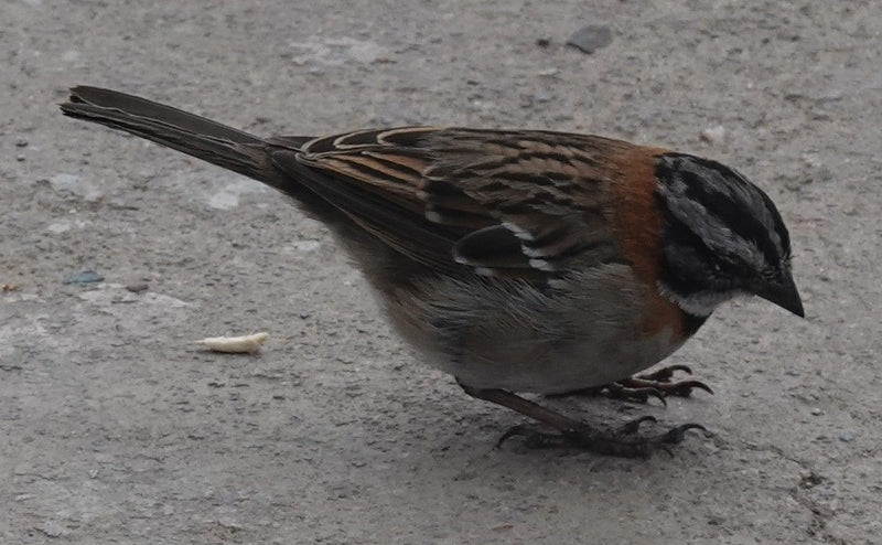 bruant du matin — Bild 1