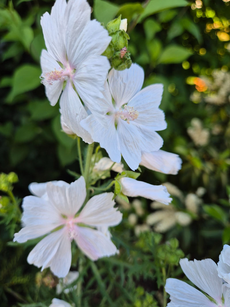 Mauve musquée — Bild 1