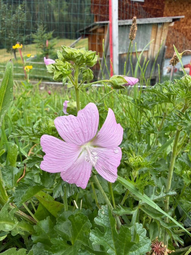 Mauve musquée — photo 1 sur 3