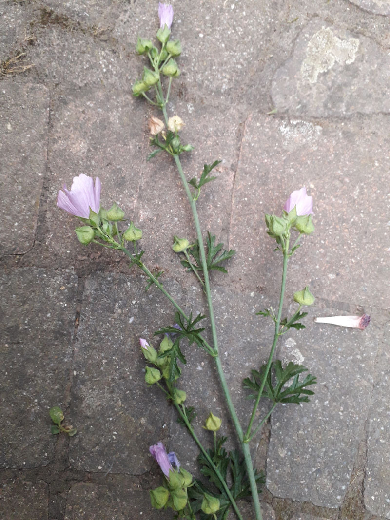 Mauve musquée — photo 2 sur 3