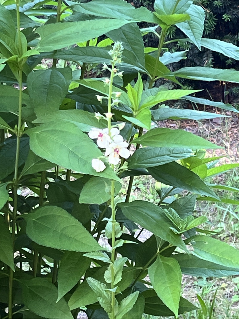 Molène papillon — Bild 1