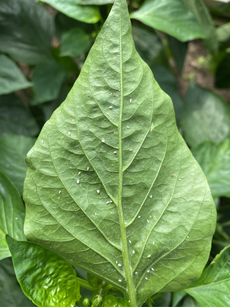 De nombreuses aleurodes sont posées sur la face inférieure d'une feuille verte. Elles sont clairement visibles.