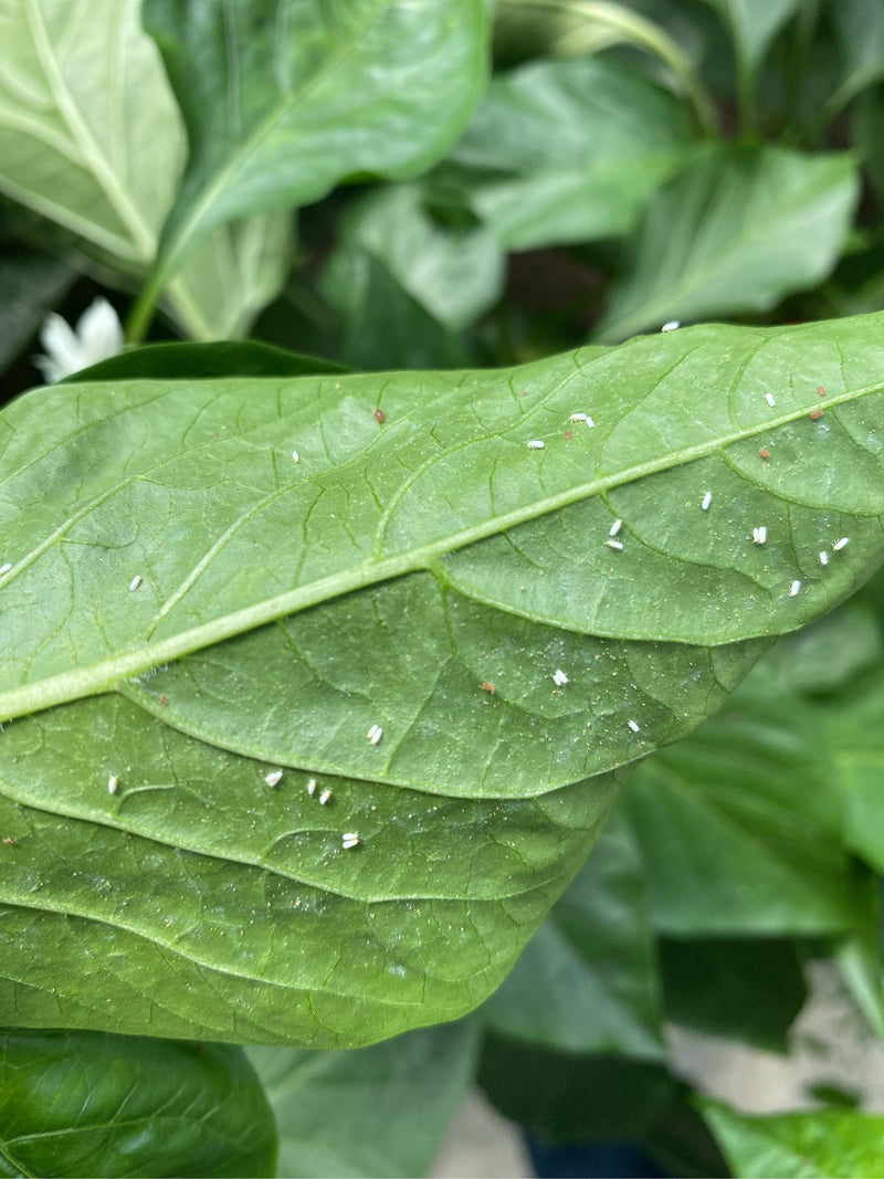 De nombreux petits insectes blancs sont posés sur la face inférieure d'une feuille verte. Il s'agit d'alevries au repos sur la surface de la plante.