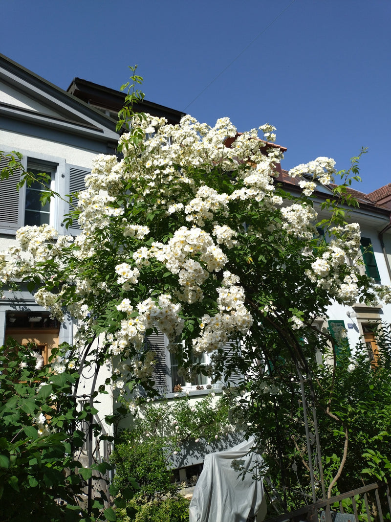 Rosier multiflore — Bild 1