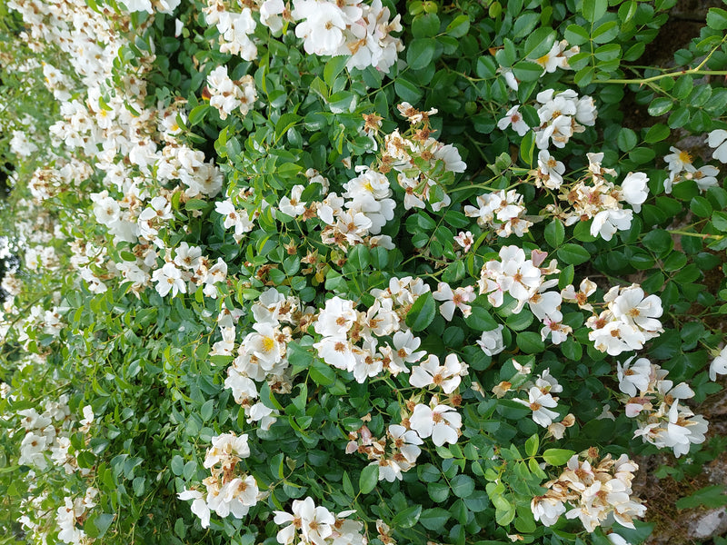 Rosier multiflore — photo 3 sur 13