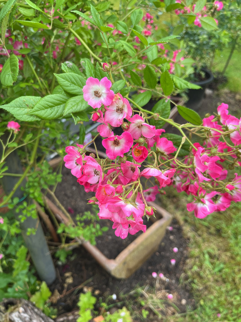 Rosier multiflore — photo 5 sur 13