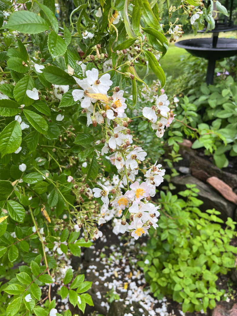 Rosier multiflore — photo 2 sur 13