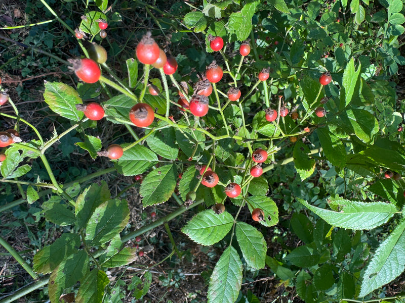 Rosier multiflore — photo 4 sur 13