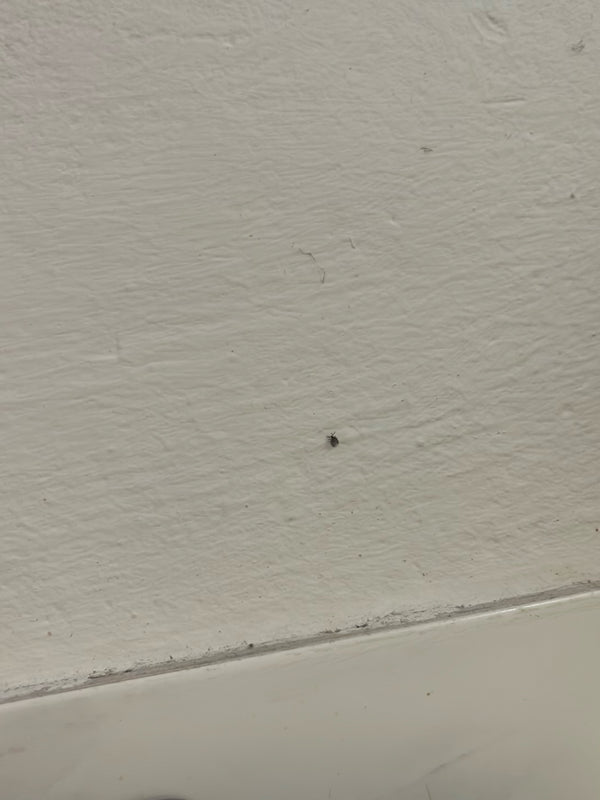 Un tout petit insecte est posé sur un mur intérieur clair et texturé.