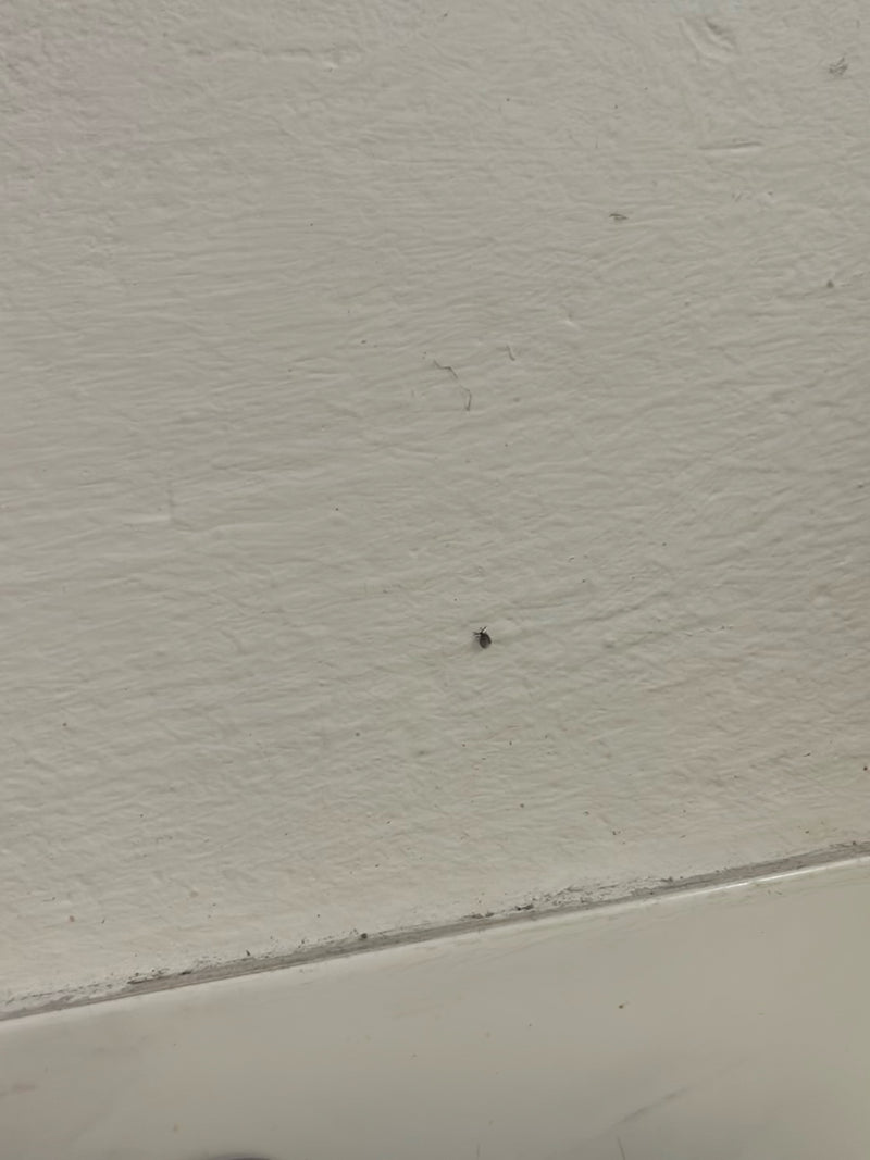 Un tout petit insecte est posé sur un mur intérieur clair et texturé.
