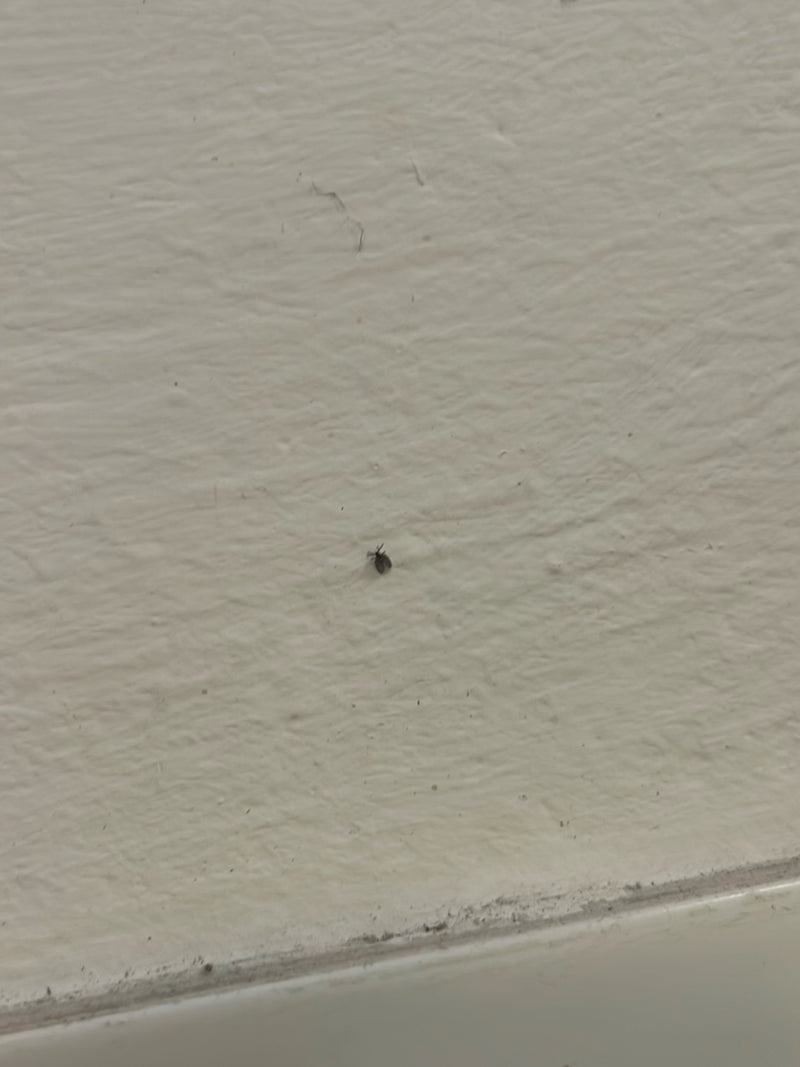 Coléoptère du musée — photo 5 sur 16