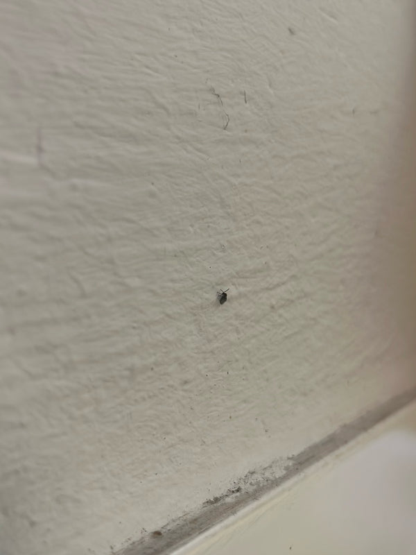 Un tout petit anthrène des musées est posé sur un mur clair et texturé. L'insecte n'est visible que sous la forme d'un minuscule point sombre.