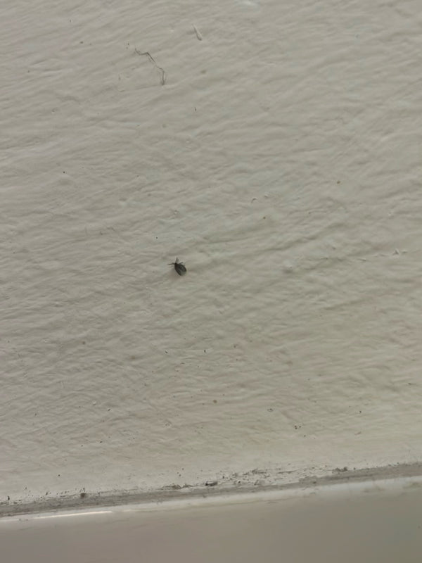 Un tout petit anthrène des musées est posé sur un mur clair. L'insecte apparaît très petit et est à peine reconnaissable.