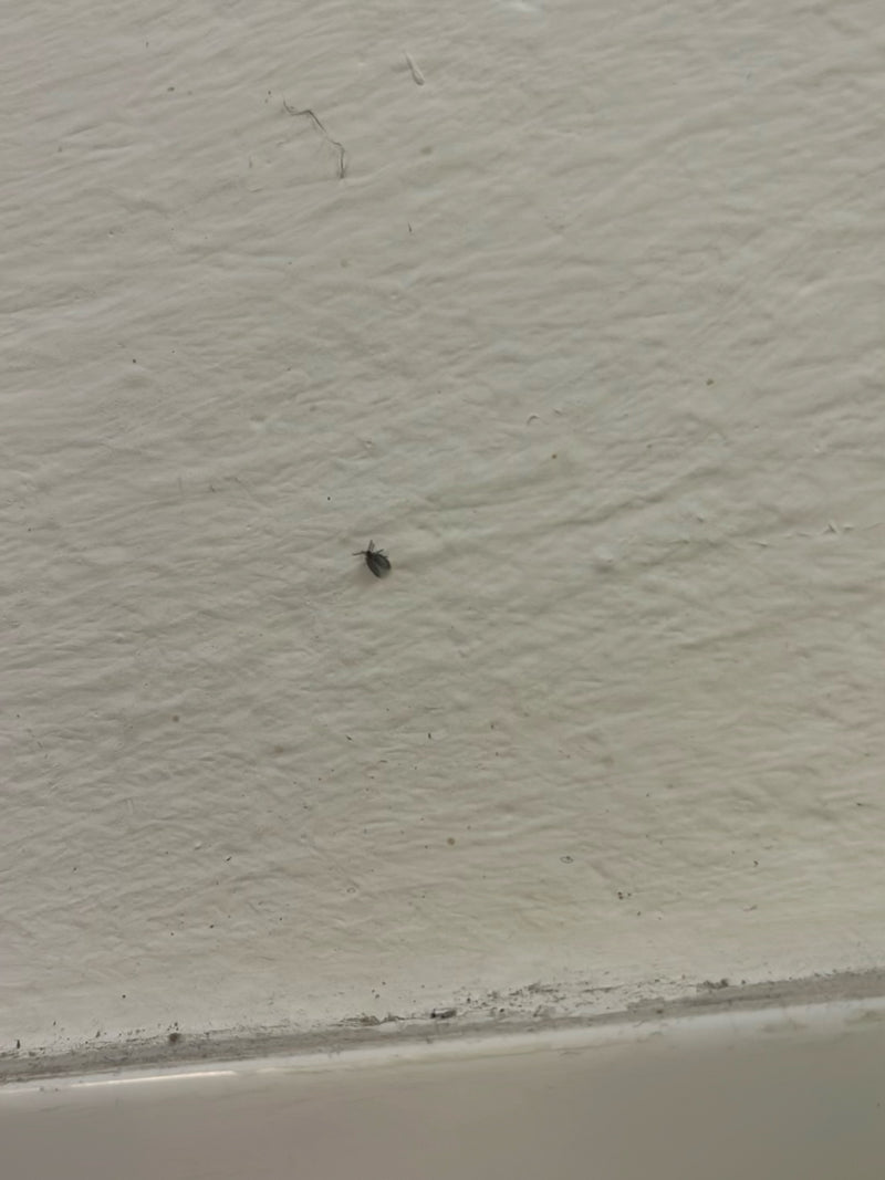 Un tout petit anthrène des musées est posé sur un mur clair. L'insecte apparaît très petit et est à peine reconnaissable.