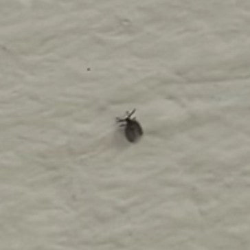Un petit anthrène des musées est posé sur un mur clair. L'insecte apparaît très petit et flou.
