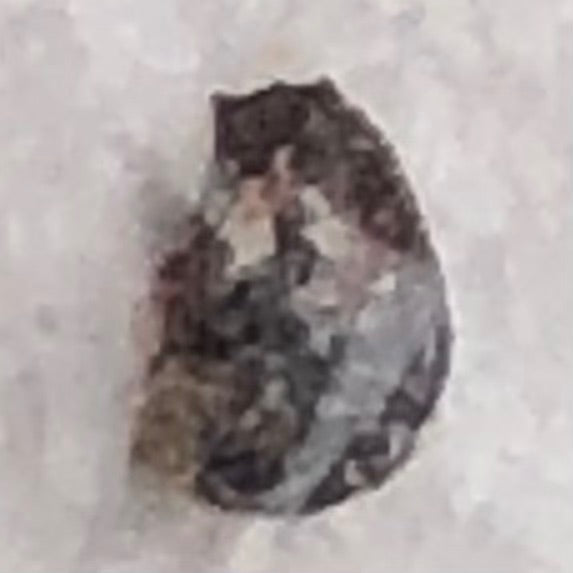 Coléoptère du musée — Bild 1