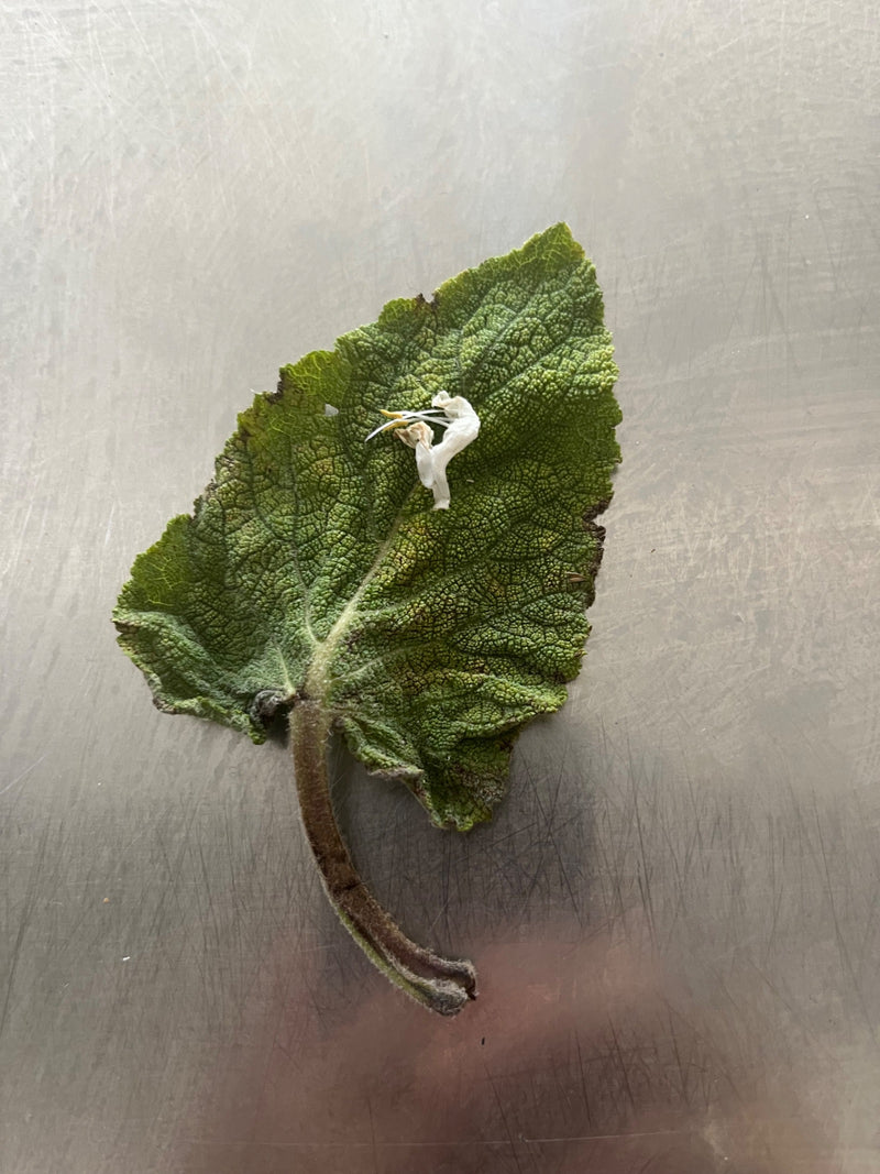 Sauge sclarée — Bild 1