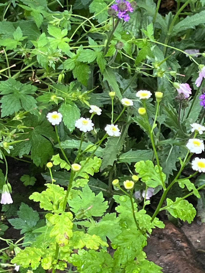L'image montre une grande camomille en fleurs avec des capitules blancs caractéristiques et des feuilles lobées. La photo montre la plante dans un environnem...