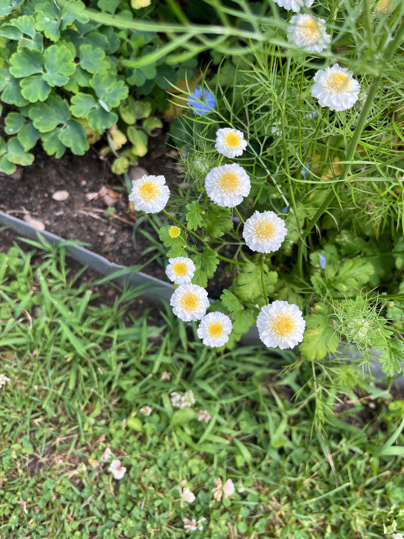 L'image montre une plante de grande camomille avec de nombreuses petites fleurs composées blanches et jaunes et des feuilles lobées. Elle pousse dans un part...