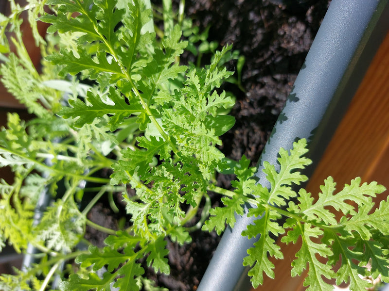 On peut voir les feuilles vertes caractéristiques et pennées de la grande camomille dans un bac à plantes. La photo montre la plante vue du dessus dans un en...