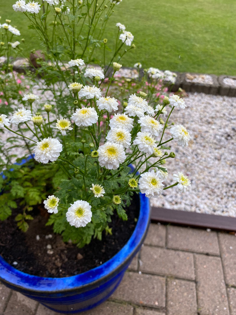 On peut voir une grande camomille en fleur avec de nombreux capitules blancs. Elle se trouve dans un bac à plantes bleu sur une terrasse en pierre.