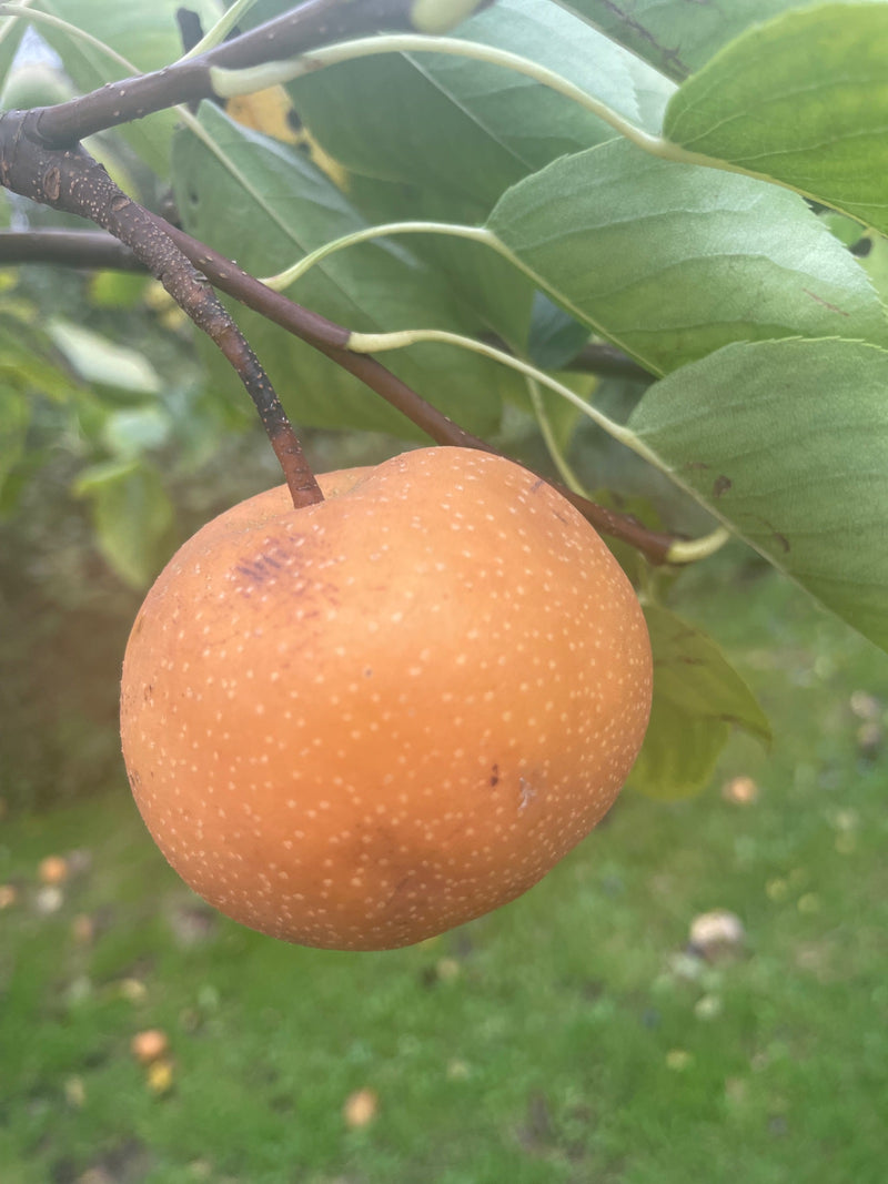 Poire Nashi — Bild 1