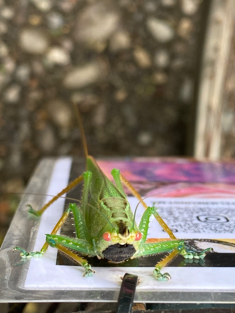 Sauterelle rhinocéros (genre Copiphora) — Bild 1