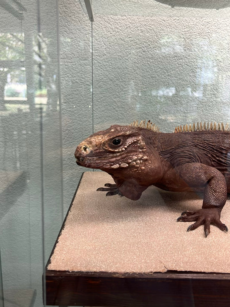Nashornleguan — photo 1 sur 1
