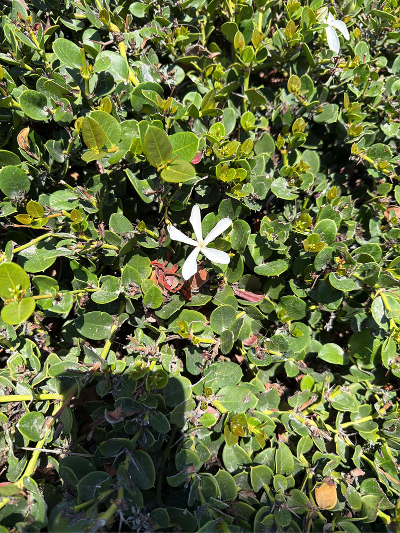 Prune natale — Bild 1