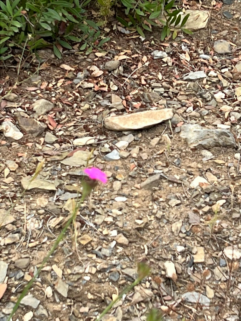 clou de girofle — Bild 1