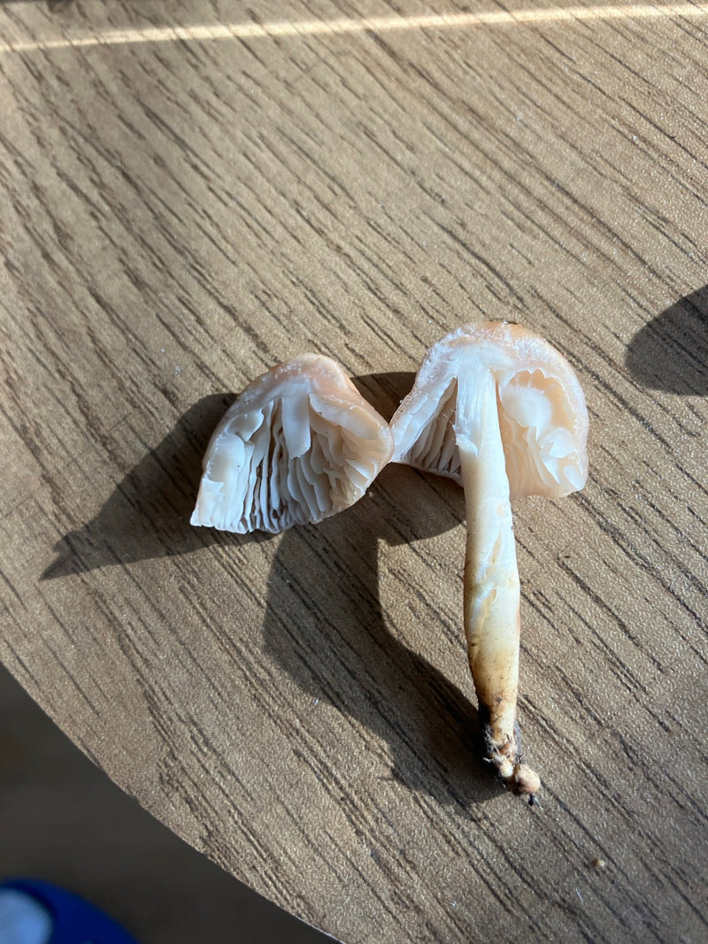Fraude aux œillets — Bild 1
