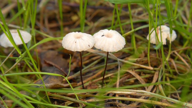 Plusieurs petits sporophores de faux-mérote se dressent dans l'herbe avec de fins pieds et des chapeaux bombés.